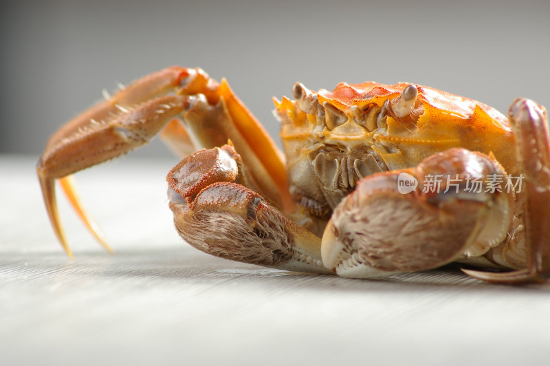 阳澄湖大闸蟹鲜美食材清蒸螃蟹