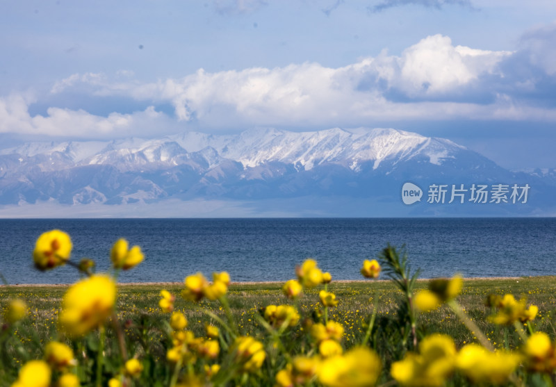 新疆赛里木湖雪山湖泊草原花丛绝美风光