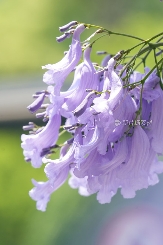 蓝花楹特写，花枝招展尽显春日生机