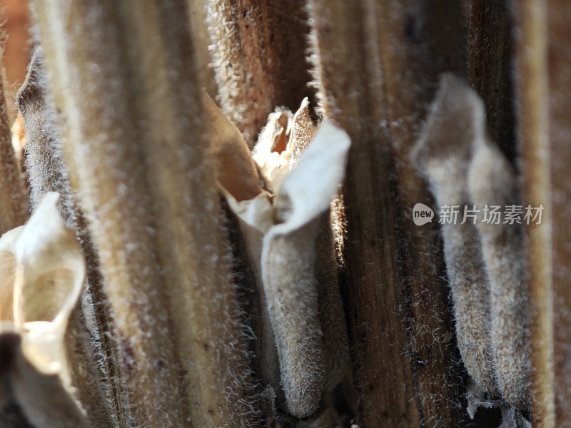 枯萎植物特写尽显秋日萧瑟之态