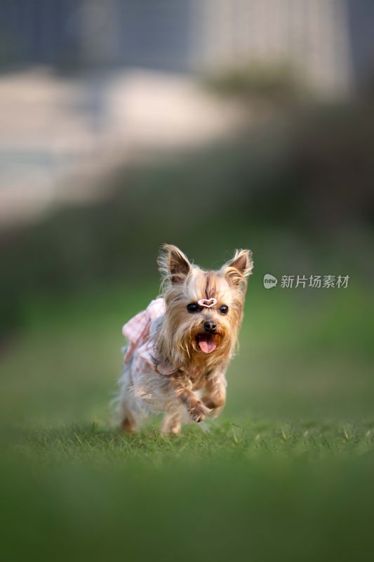 穿衣服的约克夏犬在草地奔跑