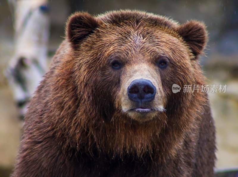 野生动物棕熊北极熊