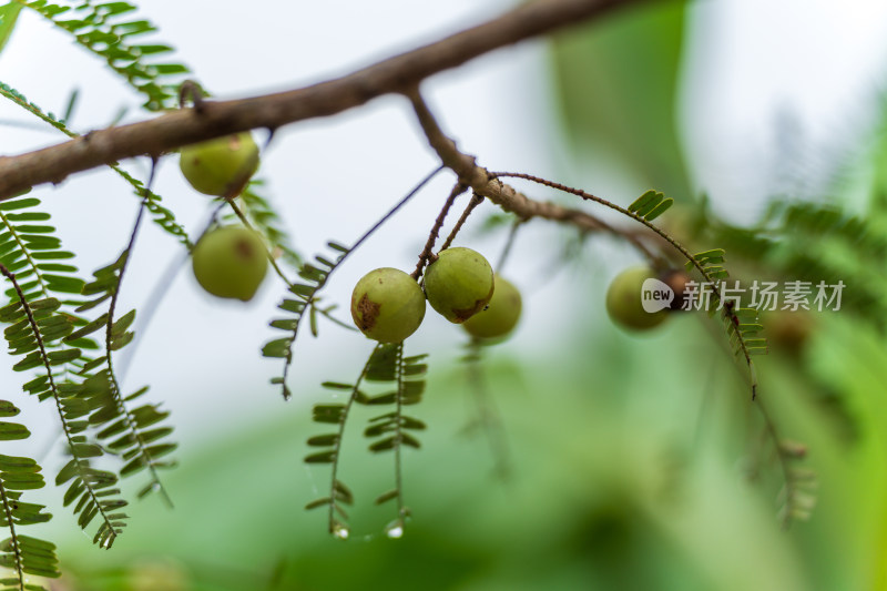 枝头绿色果实青橄榄