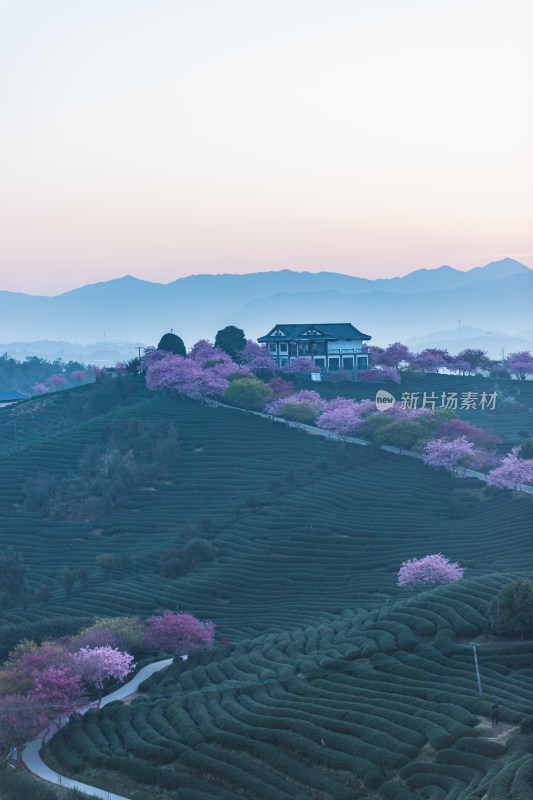 龙岩永福台品樱花茶园