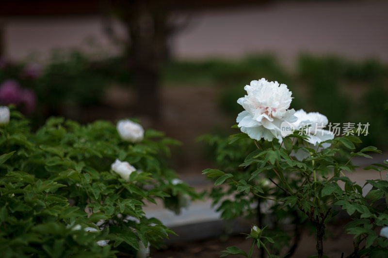 公园牡丹花开特写