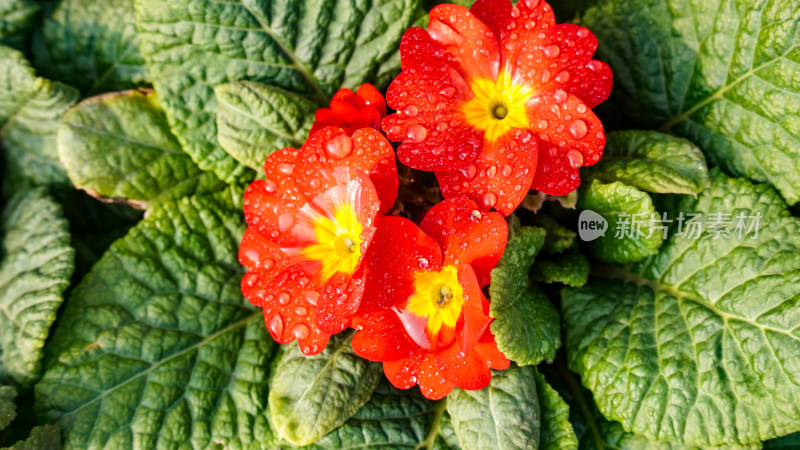 鲜花花草植物摄影图