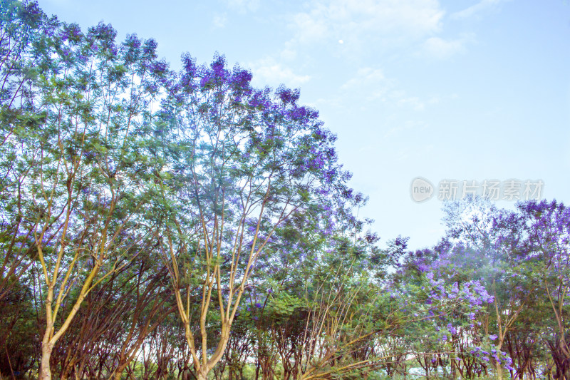 蓝花楹花朵春天植物风景自然户外