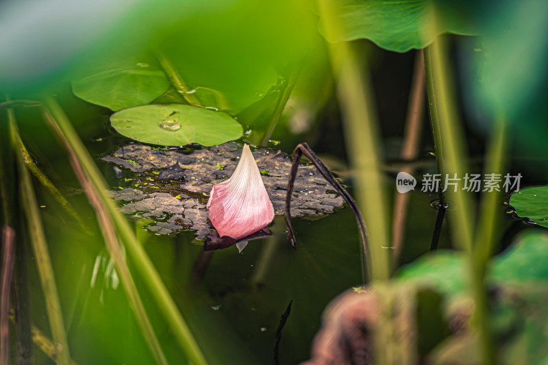 池塘荷花荷叶掉落的花瓣