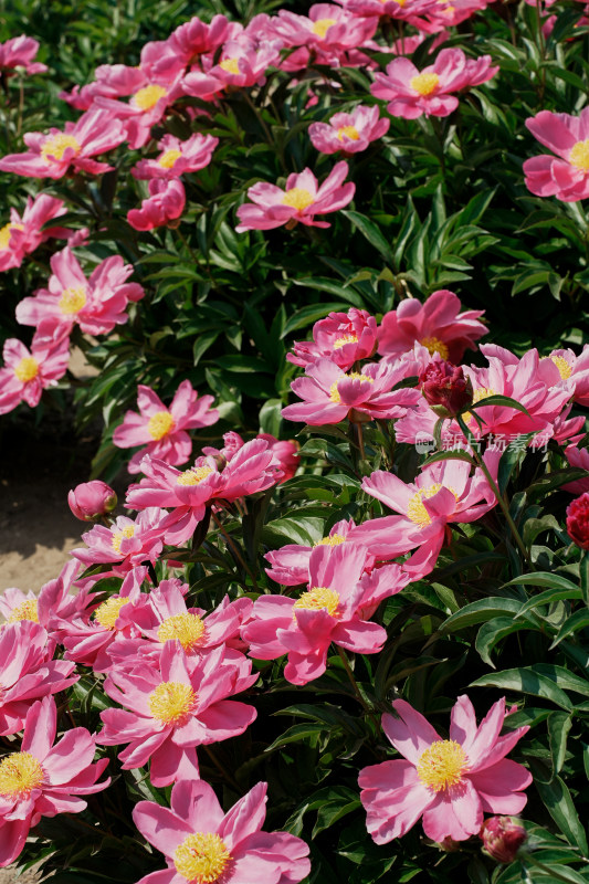 北京国家植物园芍药