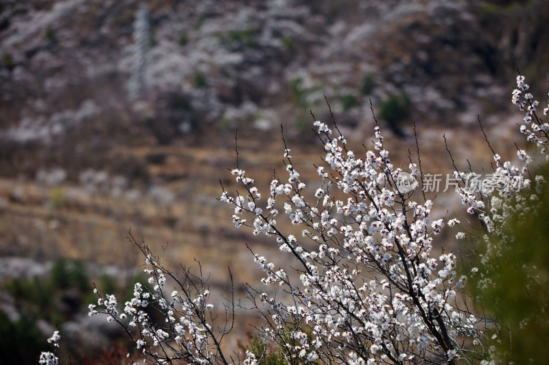 春天山里的山桃花景色