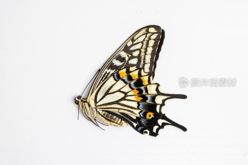 昆虫蝴蝶标本白底图