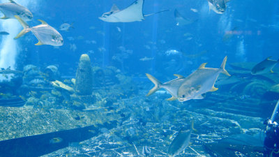 海南三亚亚特兰蒂斯失落的空间水族馆