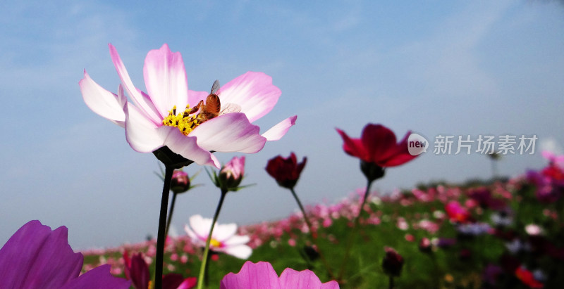 格桑花 格桑梅朵 幸福花