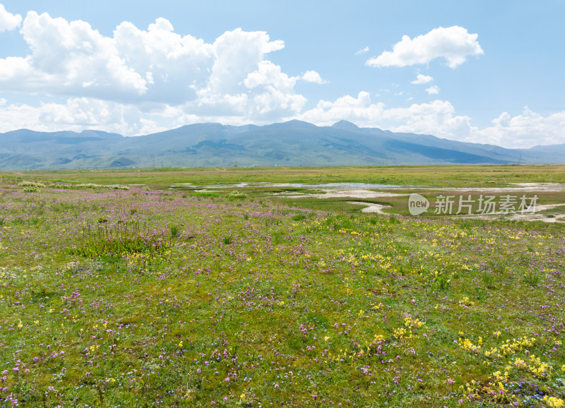 草原花海与远山风景