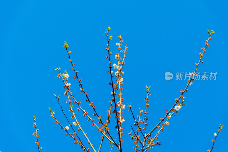 蓝天下的花枝，充满春日生机