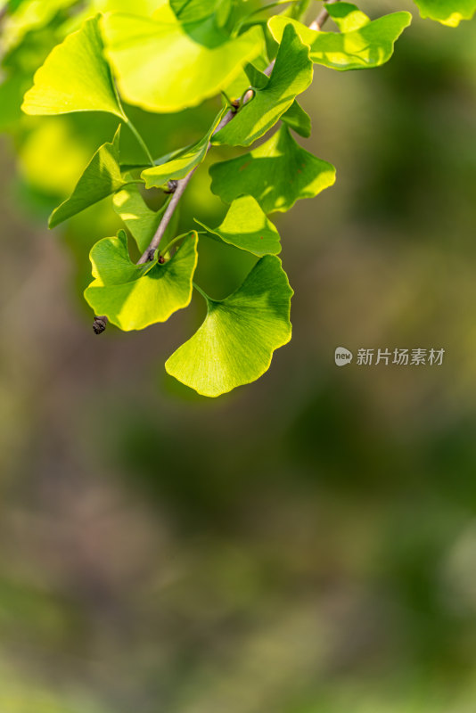 银杏树叶的夏天