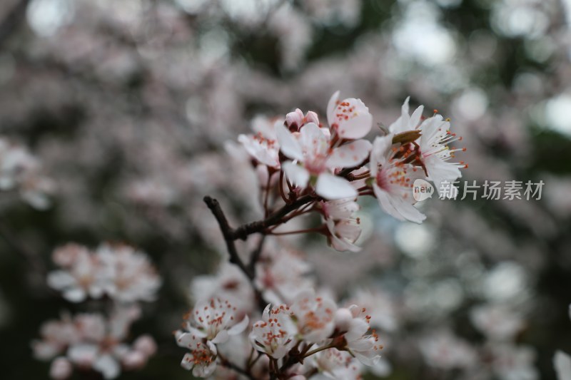 特写绽放的粉色花卉