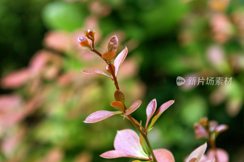 红叶紫叶小檗特写