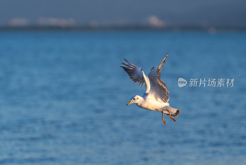 深圳湾海鸥在海面上方飞翔