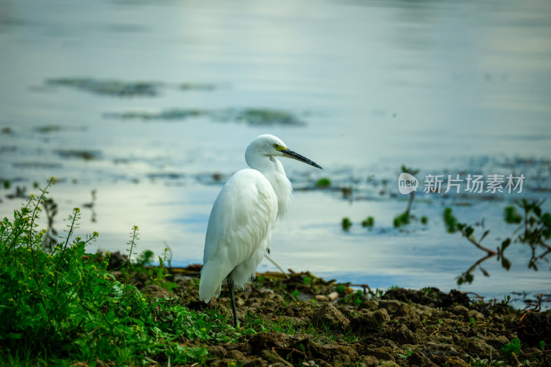 云南大理洱海湿地公园白鹭