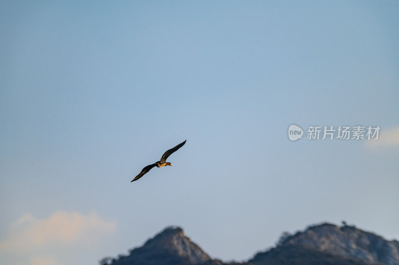 洛阳洛河边湿地里空中飞翔的鱼鹰（鸬鹚）