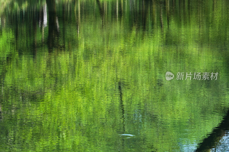 河中的树林