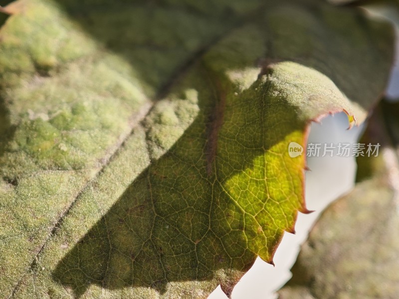 带刺植物上带有枯黄斑点的叶片