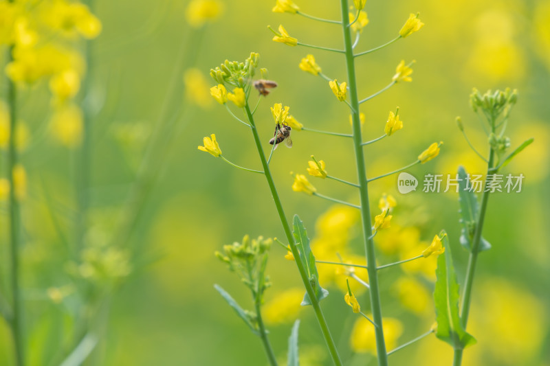 春天油菜花和蜜蜂