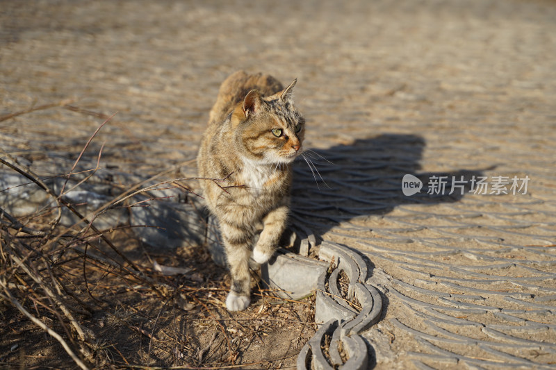 狸花猫在公园中流浪猫