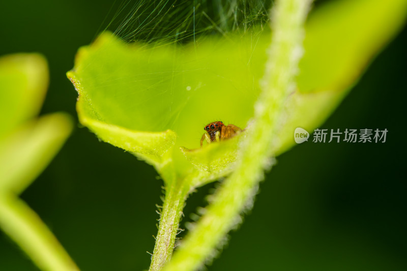 叶片上的小跳蛛