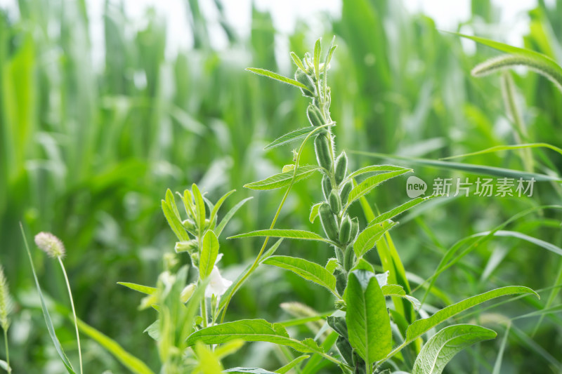 绿色未成熟的芝麻