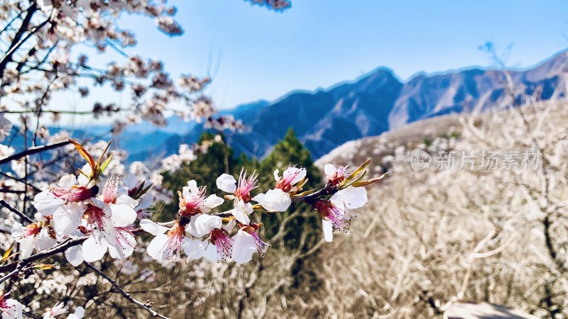 山间绽放的烂漫春花