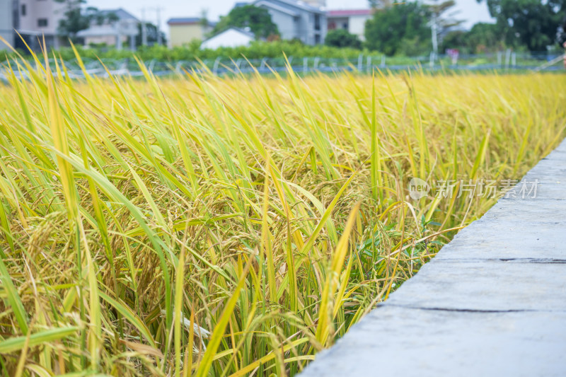 风吹稻香，秋季丰收时节农村里金黄的稻田