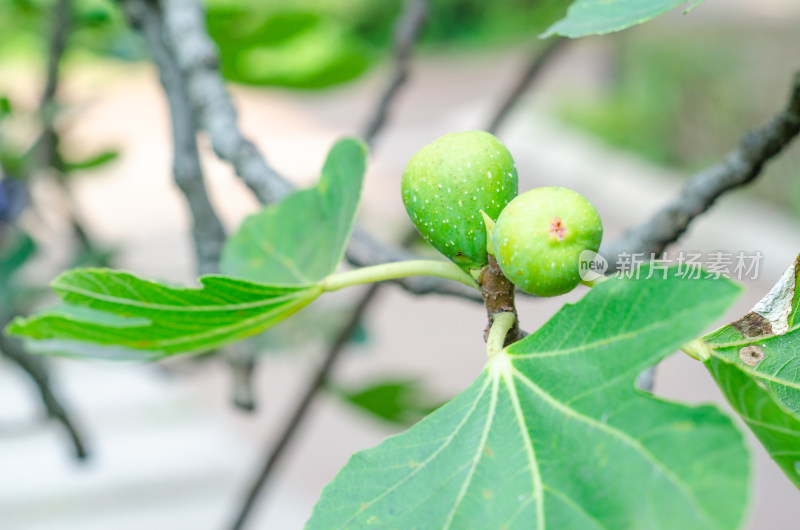 树上结着两颗无花果特写