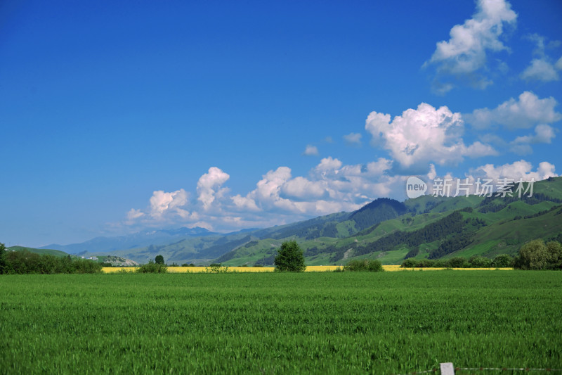 夏天新疆伊犁草原的牛马和风