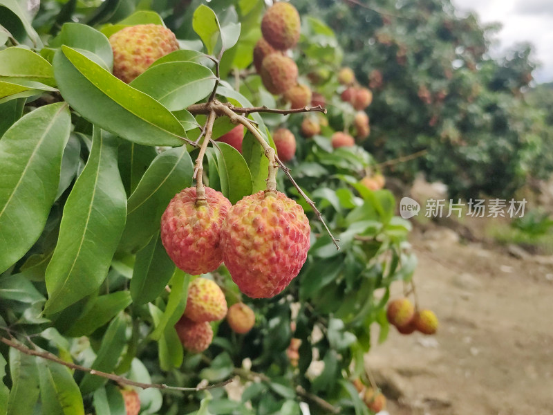 挂满荔枝的荔枝树