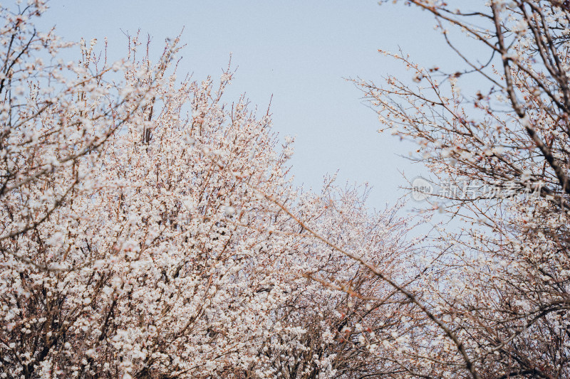 伊宁市杏花