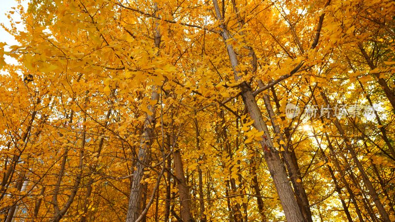 唯美树木树林白果树阳光银杏树叶森林