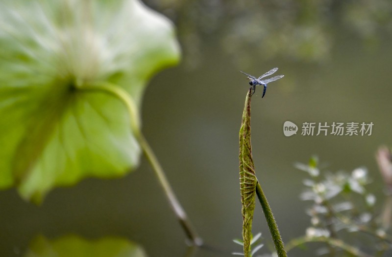 重庆酉阳：夏日荷花别样红