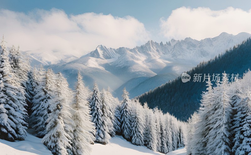 冬季森林白雪覆盖风景