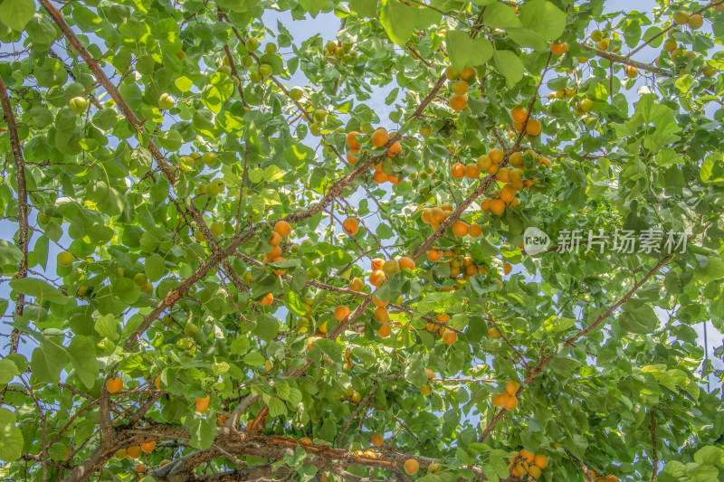 新疆街上的杏子成熟