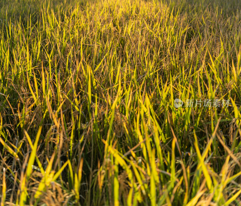 秋天丰收的水稻田
