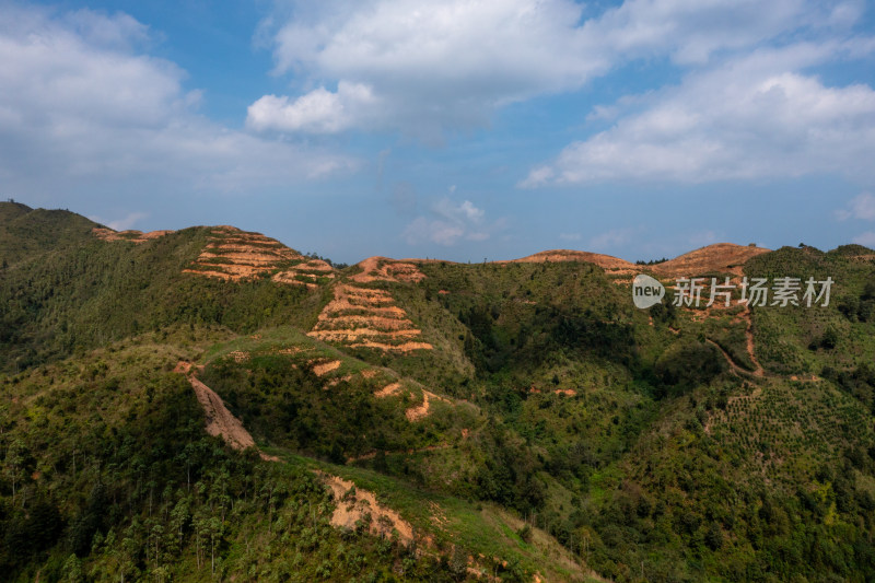 梯田上的绿色希望 仙人掌种植基地