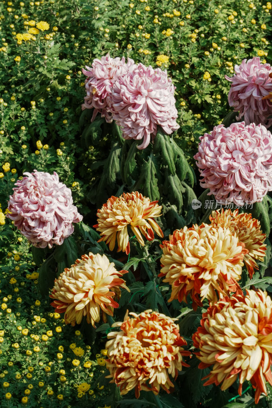 北京国家植物园菊花展