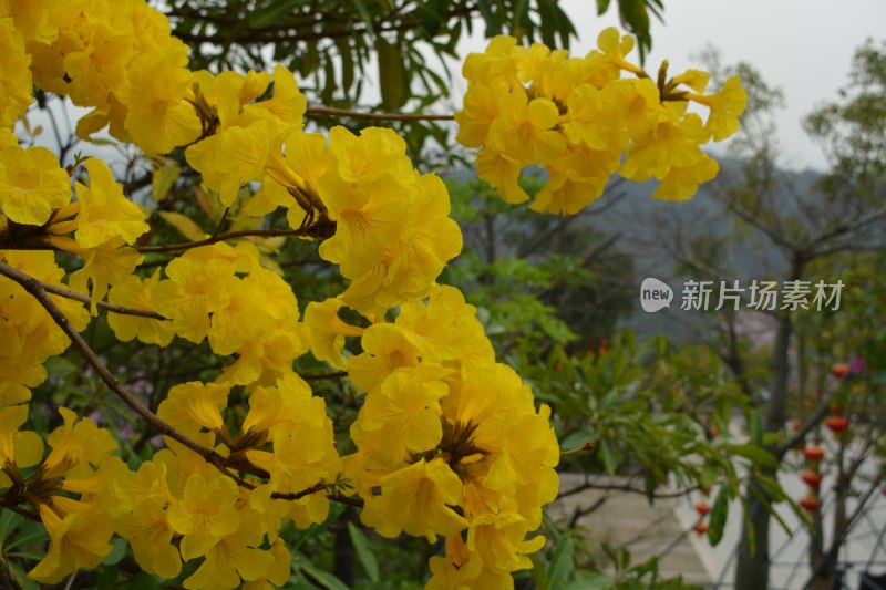 黄花风铃木特写