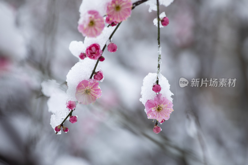 下雪天红梅花盛开