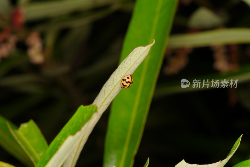 橙色瓢虫在绿叶上