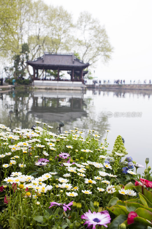 杭州西湖景区盛开的鲜花