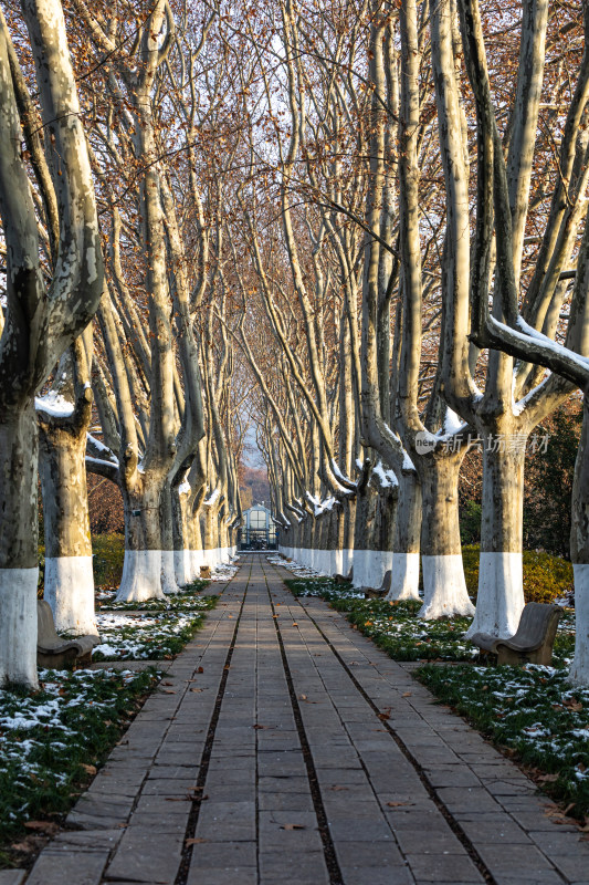 南京明孝陵石象路神道雪景