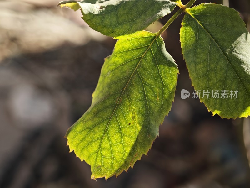 带刺植物上带有枯黄斑点的叶片